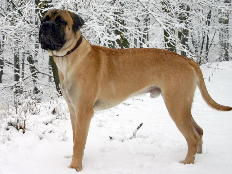 #11. Bullmastiff